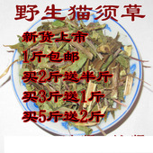 牙努秒 包邮 新茶广西产芬芬500g 猫须草茶 猫须草 猫须公 野生