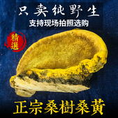 250g金边桑黄灵芝西藏桑黄非500g 正宗纯天然野生桑树桑黄特级正品