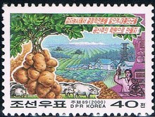 大红丹 作物丰产 1全 土豆 朝鲜2000邮票 原胶全品