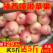 包邮 一箱 现摘应季新鲜水果苹果陕西嘎啦脆甜小10斤非红富士冰糖心