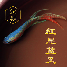 中国斗鱼蓝叉活鱼活体耐活易养小型淡水冷水观赏鱼 改良红尾蓝叉