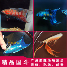 中国斗鱼活鱼活体红蓝火焰白兔淡水冷水观赏鱼 精品斗鱼鱼苗合集