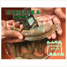 活体包损 活体七星鱼月鳢红点雷龙鱼肉食猛鱼 野生活体观赏食用