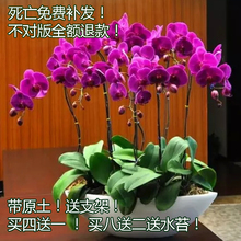 包邮 特级蝴蝶兰盆栽花苗大苗当年开花室内客厅桌面四季花卉植物