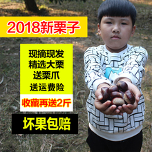 野生老树板栗农家现摘新鲜生板栗油栗毛栗子实发5斤装 2018新货