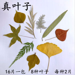 天然真树叶标本幼儿园手工制作树叶贴画儿童diy干树叶手工材料