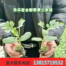包邮 西瓜苗嫁接8424西瓜苗甜王西瓜特大春季四季高产超大甜10元