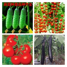 包邮 蔬菜苗番茄苗小黄瓜辣椒苗茄子苗丝瓜苗菜苗庭院阳台四季10元