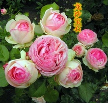 粉龙沙宝石欧月中大苗 精品欧月花苗月季花苗欧月藤本月季中大苗