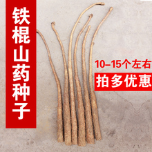 河南山药苗种子正宗温县铁棍山药栽龙头铁棍山药嘴子山药尾巴1斤