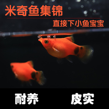 小型观赏鱼米奇鱼下小鱼活体胎生玛丽月光新手孔雀鱼热带淡水好养