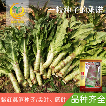 尖叶 莴菜 圆叶农家蔬菜种籽热卖 包邮 凤鸣雅世菜籽紫红莴笋种子