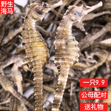 汕头本港三斑野生海马干公母配对中药材泡酒料滋补品条10-11厘米