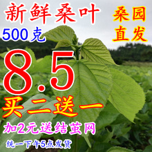 桑叶新鲜蚕宝宝食用养蚕桑叶现摘新鲜桑叶蚕宝宝饲料新鲜桑叶