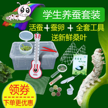桑叶白蚕卵学生养大活蚕天然饲养箱春蚕1235龄齐全 七彩蚕宝宝套装