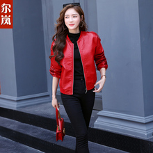 尔岚皮衣图片
