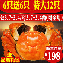 共12只装全母虾兵蟹将大闸蟹鲜活海鲜年货特大螃蟹鲜活 大闸蟹