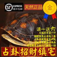 天然真乌龟壳六爻算卦摇卦占卜工具镇宅辟邪招财风水金钱龟壳摆件