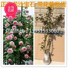进口藤本月季花苗粉色红色龙沙宝石i蔷薇花苗别墅庭院拱门花卉
