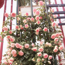 爬藤月季 庭院花卉 藤本月季 蔷薇花苗 四季开花 粉色龙沙宝石