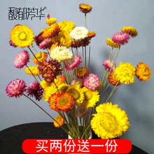 云南天然干花花束真花麦秆菊家居摆设客厅装饰七彩小雏菊拍照道具