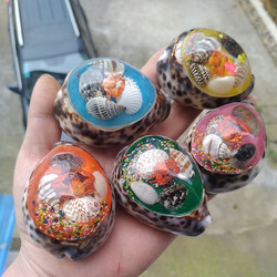 天然海螺贝壳手工创意礼品虎斑贝琥珀家居摆件送礼螃蟹海螺壳