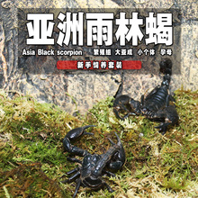 16cm巨型宠物蝎子活体繁殖组送饲养套餐包风险包活 成体雨林蝎14