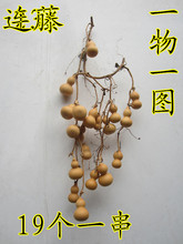 包邮天然美国手捻连藤连枝小葫芦葫芦串把玩装饰葫芦一物一图现货