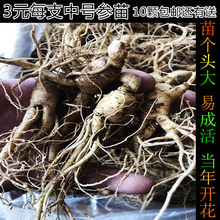 人参苗盆栽长白山鲜人参种苗花卉送种子山参苗林下参包邮