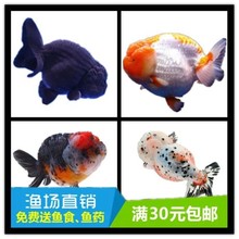 精品五花兰寿白玉兰寿红兰寿麒麟黑兰寿金鱼观赏鱼活体淡水族宠物
