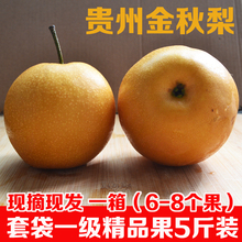 8个果带箱5斤装 套袋一级精品果 贵州梨子金秋梨秋月梨现摘现发6