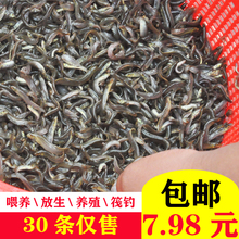 泥鳅苗鲜活喂养放生钓鱼龙鱼活饵乌龟饲料泥鳅养殖淡水观赏鱼垂
