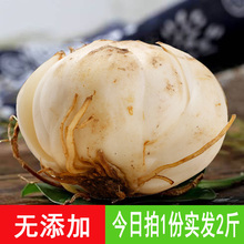 包邮 食用兰州特产纯天然鲜甜真空非特级百合 甘肃兰州百合新鲜百合