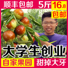 山东沾化冬枣新鲜枣子5斤应季水果枣非陕西大荔青枣鲜枣大枣脆枣