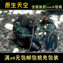 包邮 原生天空蓝魔虾澳洲淡水龙虾水族宠物虾鳌虾观赏虾活体小虾满