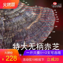 赤芝野生灵芝大灵芝摆件特大巨型无饼林芝特级500g一斤装