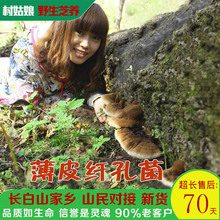稀针孔菌 250g 薄皮毛背菌 长白山野生真菌 野生薄皮纤孔菌