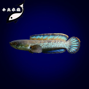 雷龙鱼价格_雷龙鱼实时热卖推荐_品牌_图片_