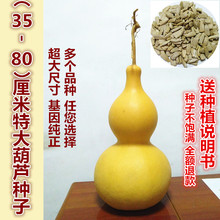 特大葫芦种籽手捻小亚腰葫芦籽藤蔓阳台盆栽花卉庭院田地种植包邮