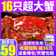 大闸蟹鲜活螃蟹鲜活大闸蟹海鲜 水产 鲜活新鲜六月黄特大蟹公母蟹