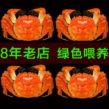 现货苏州阳澄湖大闸蟹协会鲜活特大螃蟹可全母蟹8送2共10只礼盒装