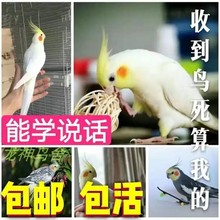 鹦鹉玄凤雏鸟幼鸟文鸟鹦鹉虎皮手鸟养鹦鹉玄风活体物活鸟鹦鹉玄凤