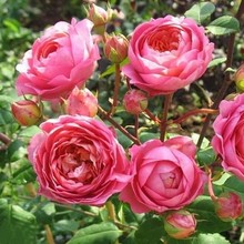 【水灵花园】阿芒迪娜香奈尔/夏奈尔 月季 灌木