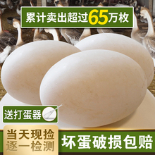 鹅蛋农家12个孕妇纯新鲜 生饿鹅蛋大天然狮头特大12枚超大海鹅蛋