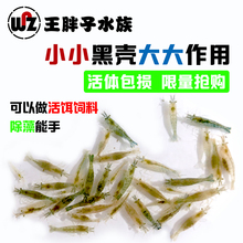 包邮 除澡黑壳虾鱼缸草缸水藻清理工具大号清洁观赏虾乌龟活体饲料