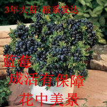 果树苗 南方种植包活 阳台盆栽水果苗适合北方 蓝莓苗 盆栽蓝莓树