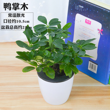 Seven leaf lotus potted goose palm wood duck palm wood duck