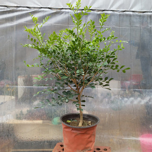 十里香花 盆栽植物 浓香品牌店铺