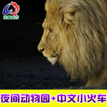 大门票 新加坡夜间动物园大门票中文车 中文小火车 新加坡夜间野生动物园