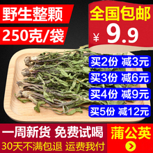 新货 蒲公英根花茶中药材农家新货 婆婆丁 野生 蒲公英 整颗 带根